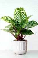 Foto von Calathea orbifolia im minimalistisch Topf wie Zimmerpflanze zum Zuhause Dekoration isoliert auf Weiß Hintergrund. generativ ai