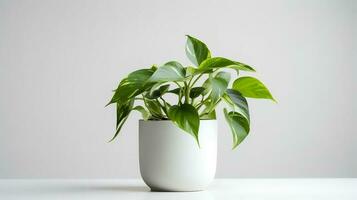 Foto von pothos im minimalistisch Topf wie Zimmerpflanze zum Zuhause Dekoration isoliert auf Weiß Hintergrund. generativ ai