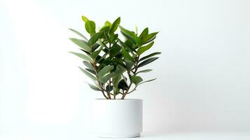 Foto von Zamioculcas zamiifolia im minimalistisch Topf wie Zimmerpflanze zum Zuhause Dekoration isoliert auf Weiß Hintergrund. generativ ai