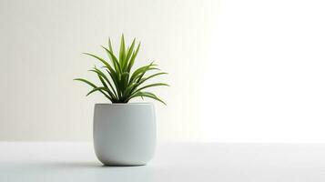 Foto Zimmerpflanze im minimalistisch Topf zum Zuhause Dekoration. generativ ai