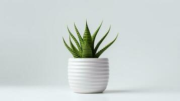 Foto von Haworthia im minimalistisch Topf wie Zimmerpflanze zum Zuhause Dekoration isoliert auf Weiß Hintergrund. generativ ai