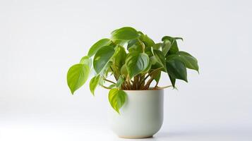 Foto von Epipremnum Aureum im minimalistisch Topf wie Zimmerpflanze zum Zuhause Dekoration isoliert auf Weiß Hintergrund. generativ ai