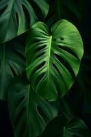 Foto von Nahansicht Monstera Blätter auf schwarz Hintergrund. generativ ai