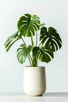 Foto von Monstera im minimalistisch Topf wie Zimmerpflanze zum Zuhause Dekoration isoliert auf Weiß Hintergrund. generativ ai