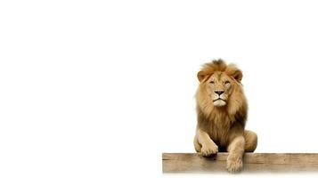 Foto von ein Löwe auf Weiß Hintergrund. generativ ai