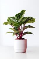 Foto von Calathea orbifolia im minimalistisch Topf wie Zimmerpflanze zum Zuhause Dekoration isoliert auf Weiß Hintergrund. generativ ai