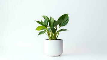 Foto von Anubiasin minimalistisch Topf wie Zimmerpflanze zum Zuhause Dekoration isoliert auf Weiß Hintergrund. generativ ai