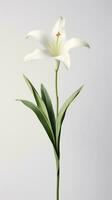 Foto von einer Stengel von Lilie Blume isoliert auf Weiß Hintergrund. generativ ai