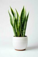 Foto von Zier Pflanze im minimalistisch Topf wie Zimmerpflanze zum Zuhause Dekoration isoliert auf Weiß Hintergrund. generativ ai