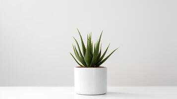 Foto von Agave im minimalistisch Topf wie Zimmerpflanze zum Zuhause Dekoration isoliert auf Weiß Hintergrund. generativ ai