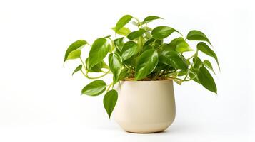 Foto von Epipremnum Aureum im minimalistisch Topf wie Zimmerpflanze zum Zuhause Dekoration isoliert auf Weiß Hintergrund. generativ ai