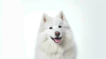 Foto von ein samoyed auf Weiß Hintergrund. generativ ai