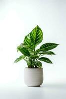 Foto von Calathea orbifolia im minimalistisch Topf wie Zimmerpflanze zum Zuhause Dekoration isoliert auf Weiß Hintergrund. generativ ai