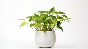 Foto von Epipremnum Aureum im minimalistisch Topf wie Zimmerpflanze zum Zuhause Dekoration isoliert auf Weiß Hintergrund. generativ ai