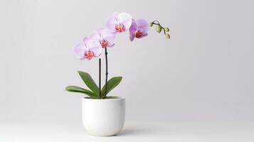 Foto von Orchidee im minimalistisch Topf wie Zimmerpflanze zum Zuhause Dekoration isoliert auf Weiß Hintergrund. generativ ai