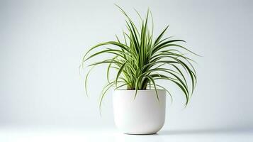 Foto von Spinne Pflanze im minimalistisch Topf wie Zimmerpflanze zum Zuhause Dekoration isoliert auf Weiß Hintergrund. generativ ai