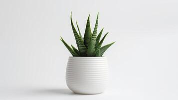 Foto von Haworthia im minimalistisch Topf wie Zimmerpflanze zum Zuhause Dekoration isoliert auf Weiß Hintergrund. generativ ai