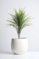 Foto von Dracaena Marginata im minimalistisch Topf wie Zimmerpflanze zum Zuhause Dekoration isoliert auf Weiß Hintergrund. generativ ai