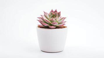 Foto von sempervivum im minimalistisch Topf wie Zimmerpflanze zum Zuhause Dekoration isoliert auf Weiß Hintergrund. generativ ai