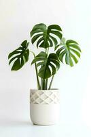 Foto von Monstera im minimalistisch Topf wie Zimmerpflanze zum Zuhause Dekoration isoliert auf Weiß Hintergrund. generativ ai