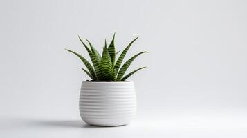 Foto von Haworthia im minimalistisch Topf wie Zimmerpflanze zum Zuhause Dekoration isoliert auf Weiß Hintergrund. generativ ai