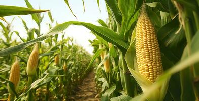 Nahansicht Mais Kolben im Mais Plantage Feld. generativ ai foto