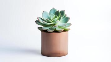 Foto von Echeveria im minimalistisch Topf wie Zimmerpflanze zum Zuhause Dekoration isoliert auf Weiß Hintergrund. generativ ai