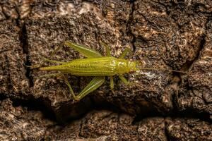 erwachsene echte Cricket foto