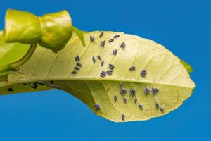 Erwachsene Zitrusfrüchte schwarz fliegen Insekt foto