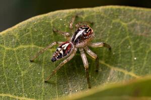 kleine springende Spinne foto