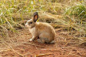 europäisch Hase Tier foto