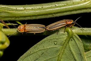 Erwachsene Glühwürmchen Käfer foto