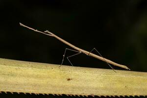 Erwachsene Thespid Mantis foto