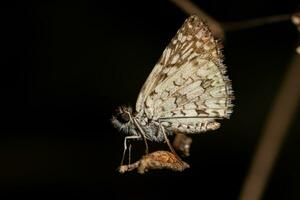 Erwachsener Orcus Checkered-Skipper-Motteninsekt foto