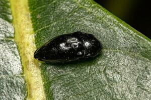 Erwachsene schwarz klicken Käfer foto