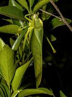 erwachsenes phaneropterine katydid foto