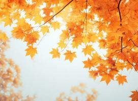 Orange Herbst Blätter Hintergrund foto