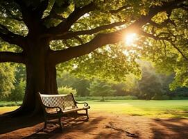 Bank unter ein Baum im Sydney Park foto