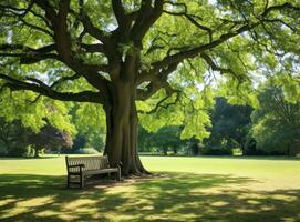 Bank unter ein Baum im Sydney Park foto