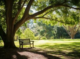 Bank unter ein Baum im Sydney Park foto