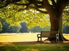 Bank unter ein Baum im Sydney Park foto