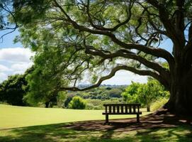 Bank unter ein Baum im Sydney Park foto