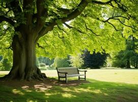 Bank unter ein Baum im Sydney Park foto