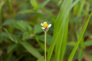 Tridax Gänseblümchenblume foto