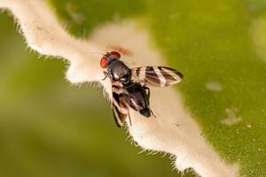 Bildgeflügelte Fliege für Erwachsene foto