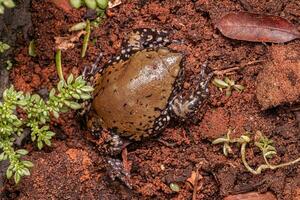 klein Müller Termite Frosch foto