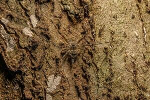 kleine langspinndüsenspinne foto