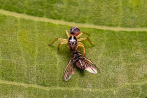 klein Springen Spinne von das Gattung frigga foto