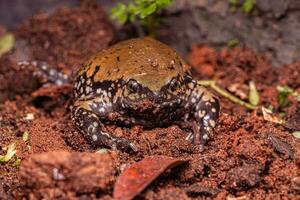 klein Müller Termite Frosch foto