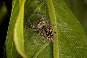 kleine springende Spinne foto